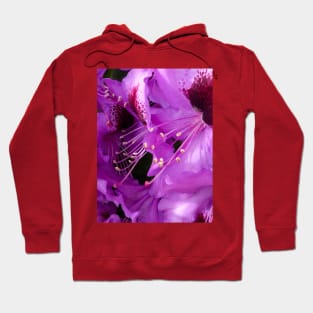 The Rhododendron Hoodie